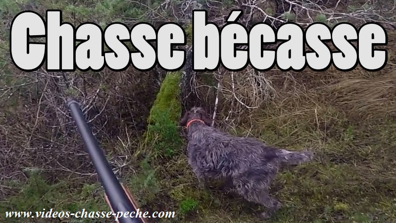 chasse bcasse